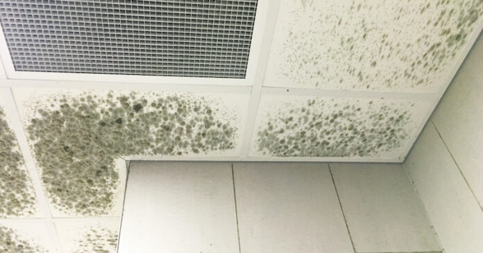 Mold Ceiling Water Damage